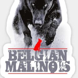 Belgian Malinois 
