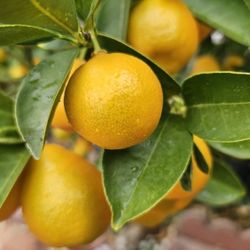 Kumquat Fruits