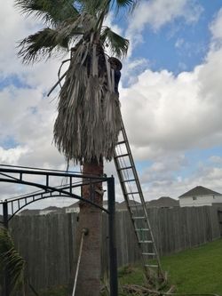 Palm Trimming 