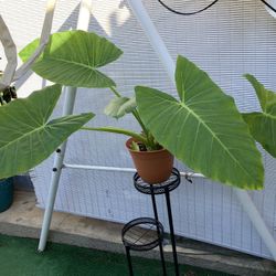 Elephant Ear Plant