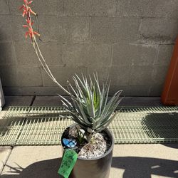 BLUE ELF Aloe Succulent Plant