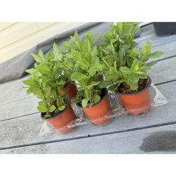 Organic Mint