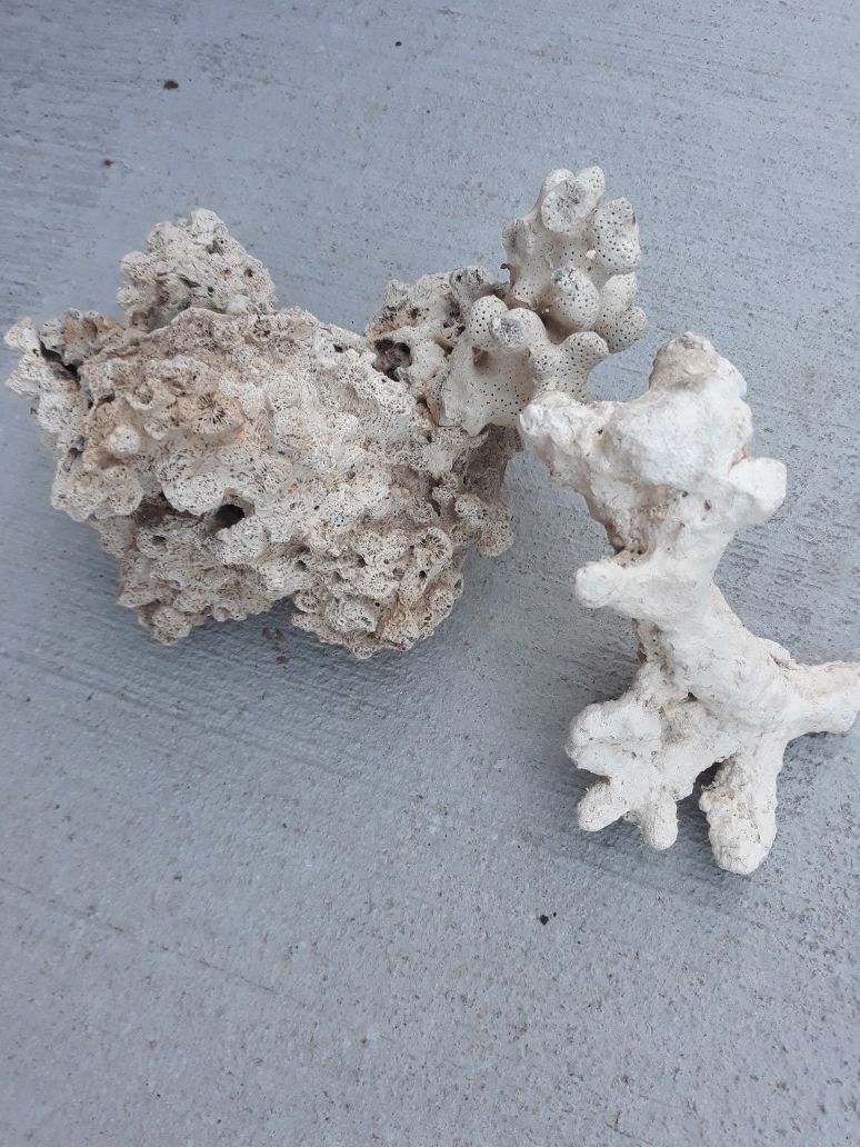 Coral reef, for saltwater tank.