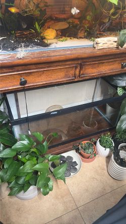 20 gallon aquarium tank