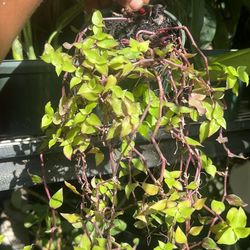 Callisia 4” Live Plant