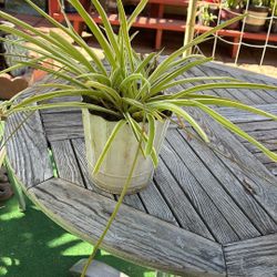 Plant For House  or Yard Spider Plant Variegated