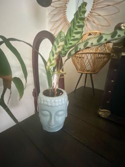 BEAUTIFUL INDOOR  LEPOARD LEAF PLANT