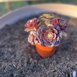 Succulent Planter