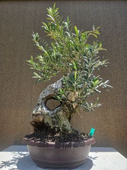 Old European Olive Tree, Bonsai Tree