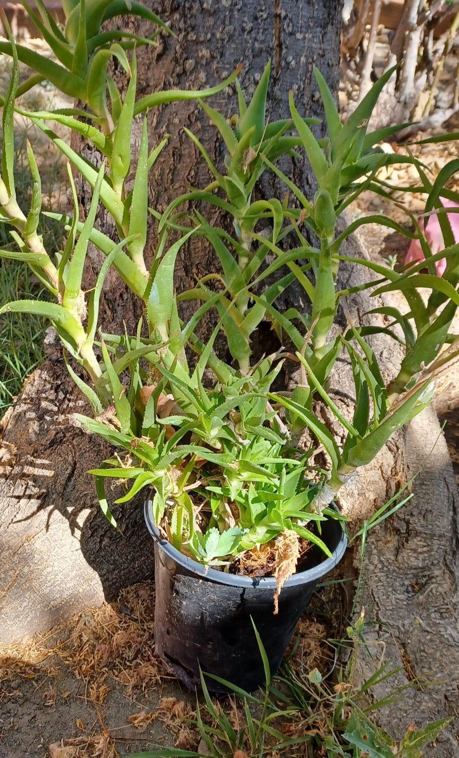 Climbing Alovera Plant