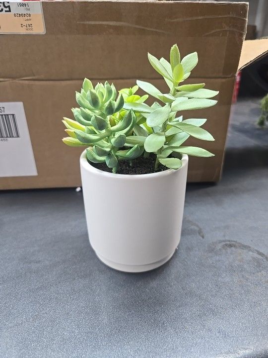 Plant