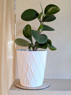 Healthy Beautiful Indoor Plant ( peperomia)
