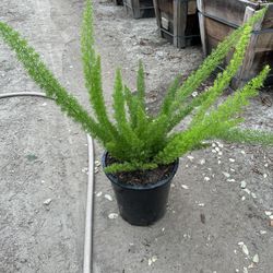 Foxtail Fern