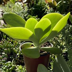 Succulents Plants 4”pot