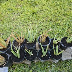 Aloe Plant