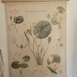 Lillys Wall Art For Sale