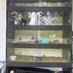 Multiple Snake Enclosure