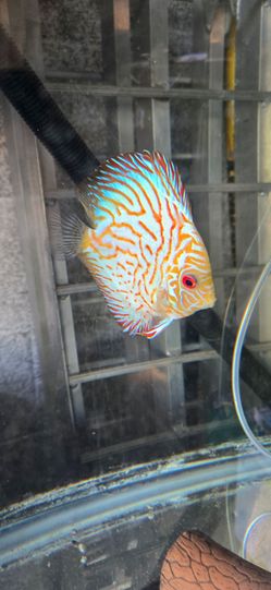 Aquarium Decoration