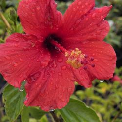 Red Hibiscus 