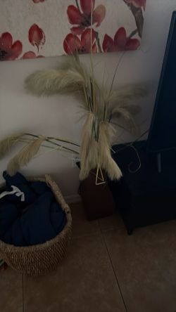 Decorative plants