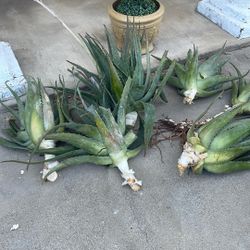 Fresh Aloe Plants