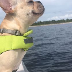 $5 Reflective Dog Life Jacket Small