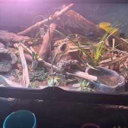 Bio Active Tanks Natural 
