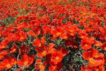 Red California Poppies. 100 NonGMO Heirloom Seeds.