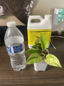 Marble Queen Pathos