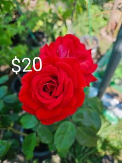Rose Bush In 5 gallons pot