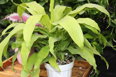 Neon Dracaena