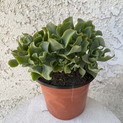 6 Inch Pot Succulent Plant - Crassula Undulata Ruffles Ripple Jade - Rooted & Stablished - Drought Resistant - 🪴