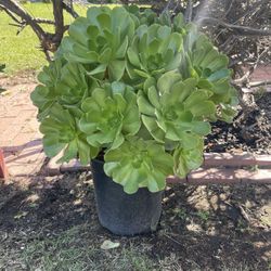 Beautiful Sacculent Plants 24-1/2”hx24”w$23