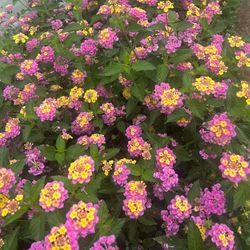  Lantana camara plant, 