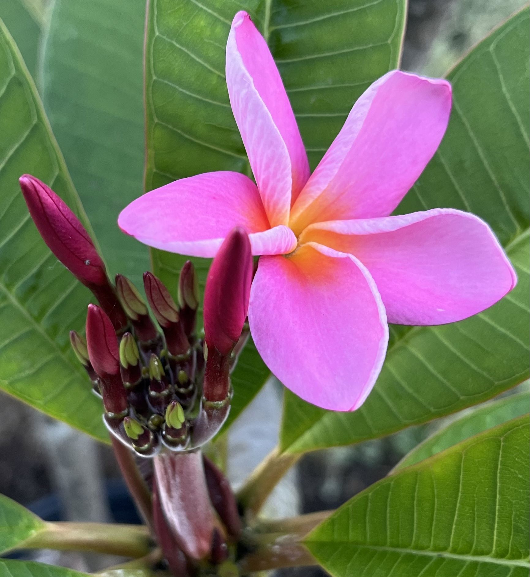 Beautiful Blooming Eva Lani Plumeria for Sale in San Diego, CA OfferUp