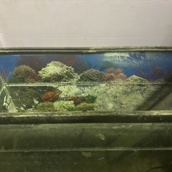 FISH TANK