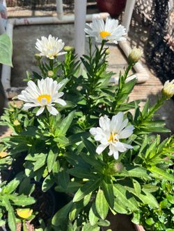 Daisy plant potted flower large