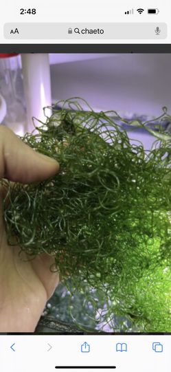 Cheato Algae For Saltwater Aquarium 