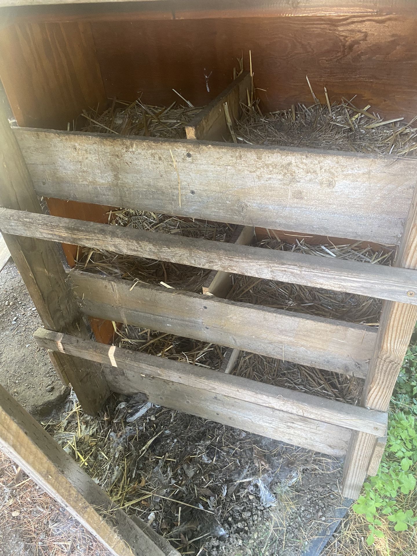 Layed Eggs