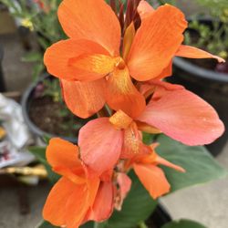 Canna Lily Potted Plants Flowers Orange