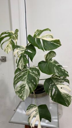 Monstera Albo