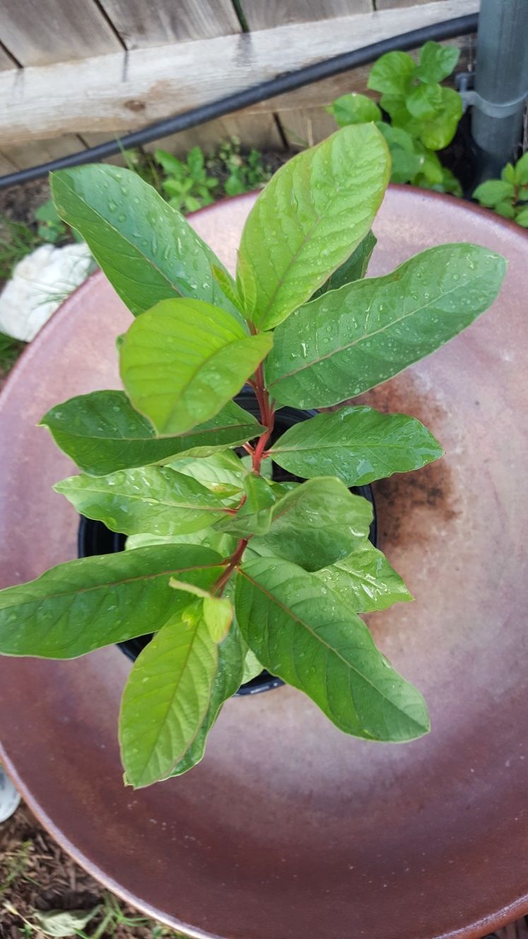 Mexican Guava fruit plant
