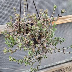 Ice Plants 6" Pot $4 Each