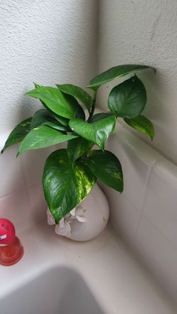 🌿 Pothos Plant in White Ceramic Vase 7.5" | Trailing Houseplant | Great Gift