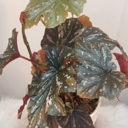 Begonias Angel Wing Plant