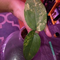 Variegated Chiapense 