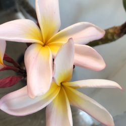 Hawallanas O Plumerias