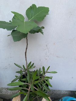 Young Fig Tree Sapling in Pot