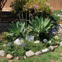 Agave