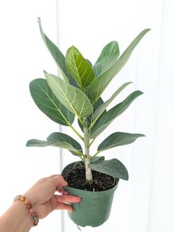 Ficus Audrey Plant 6" Pot - Indoor House Plants
